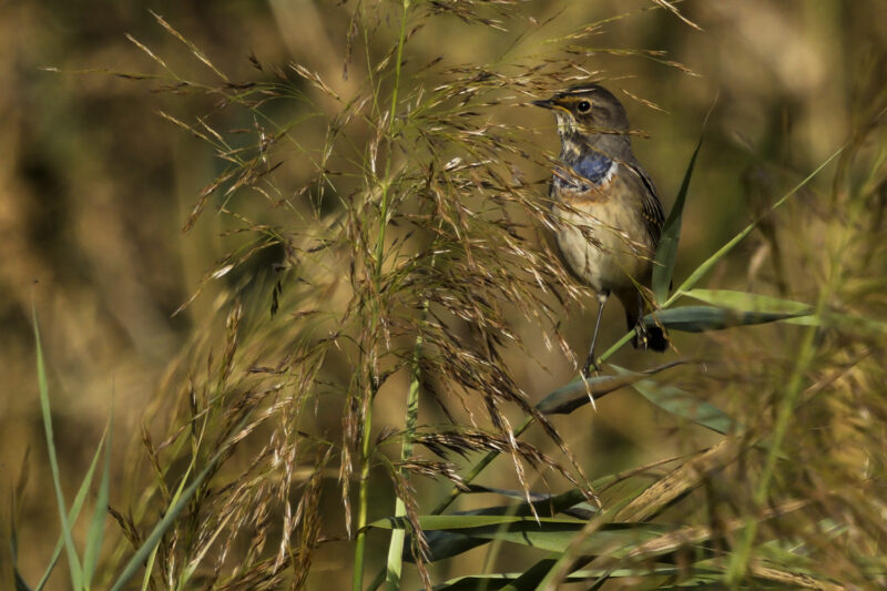 Gorgebleue à miroir